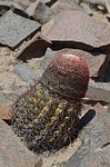 Melocactus peruvianus PV2754 Nasca na Puquio  GPS188 Peru_Chile 2014_0048.jpg